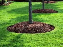 Garden Bed Shaping and Mulching